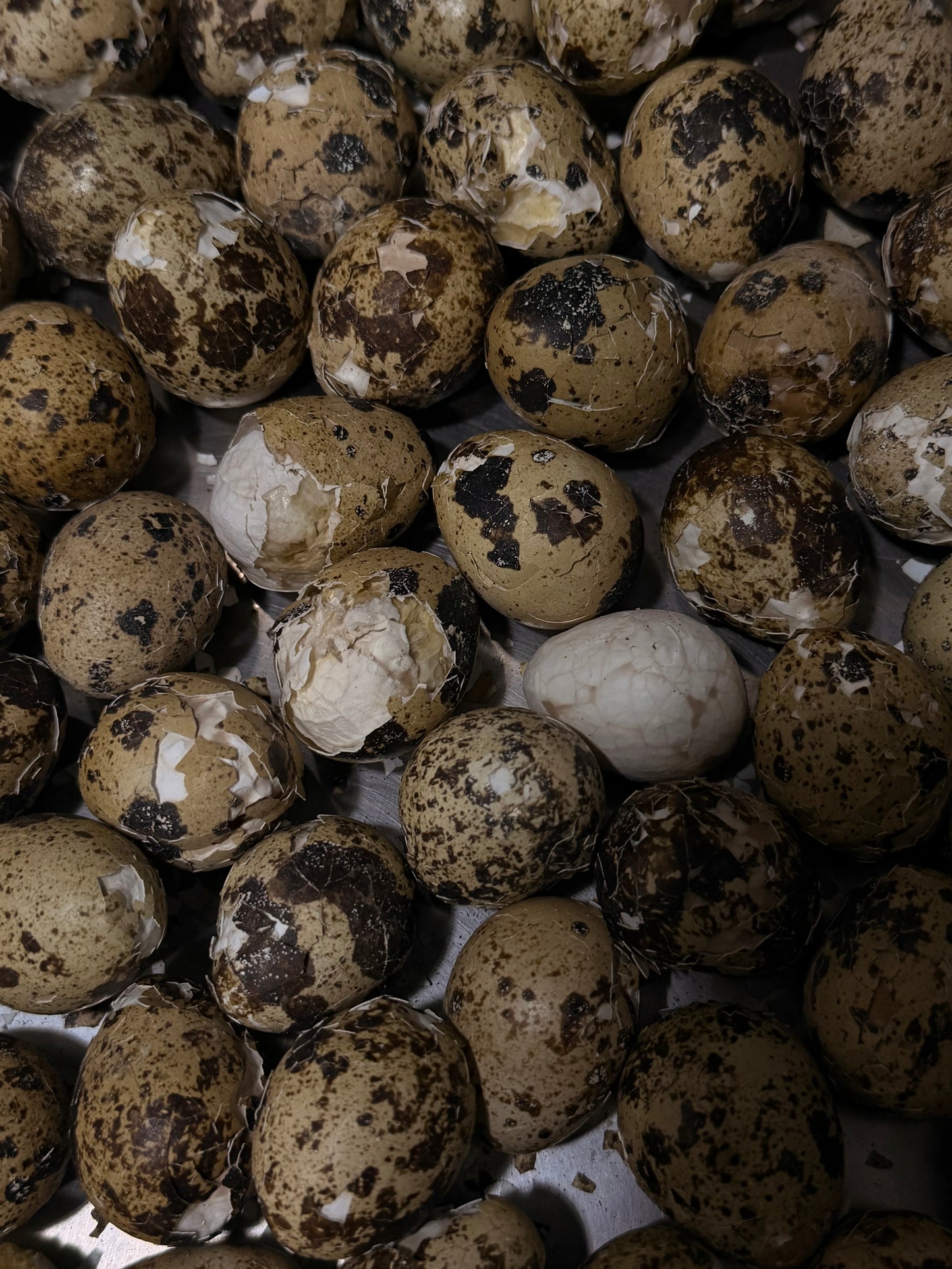 “Tea” quail eggs