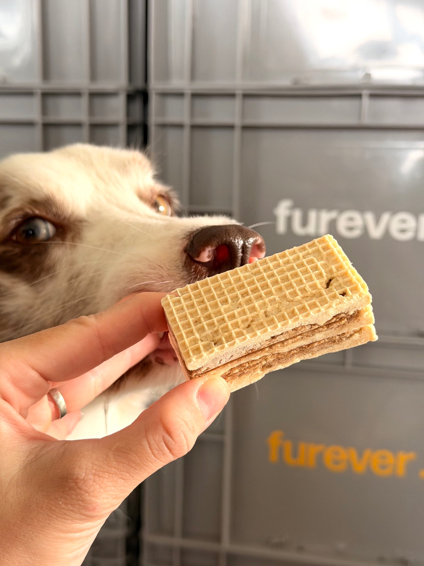 Wafer turkey