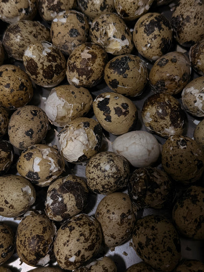 “Tea” quail eggs