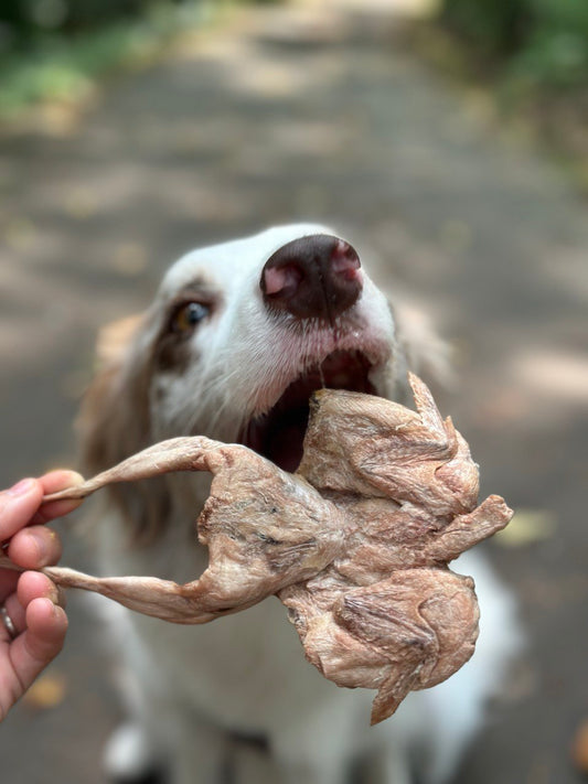 Quail